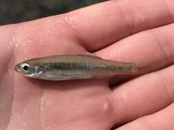 Image of texas shiner