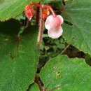 Image of Begonia areolata Miq.