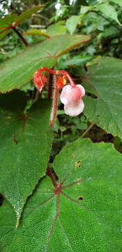 Image of Begonia areolata Miq.