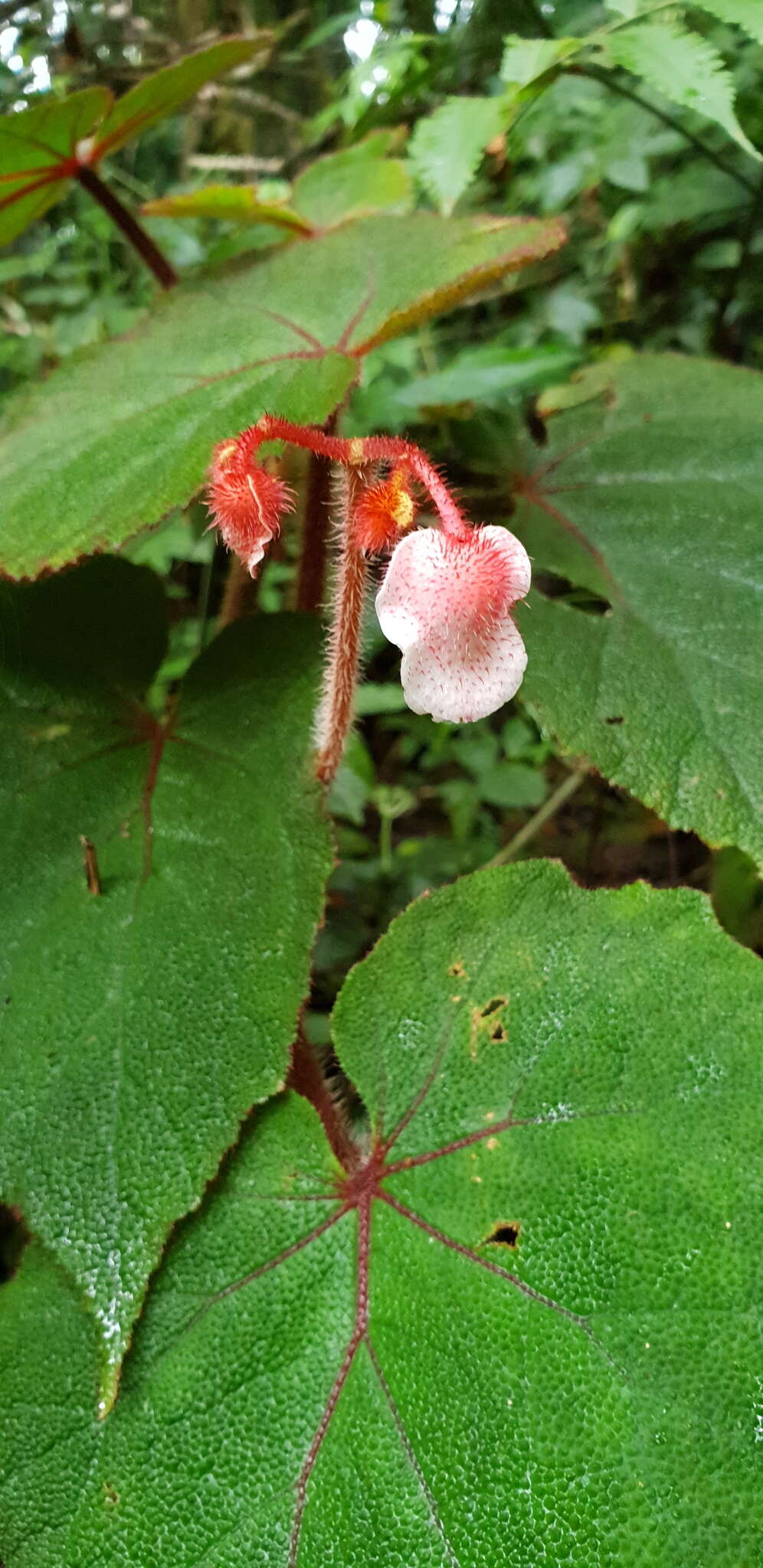 Image of Begonia areolata Miq.