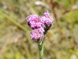 Carphephorus pseudoliatris Cass.的圖片