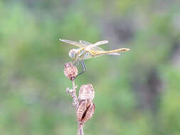 Image of Red-veined Darter