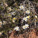 Image of Olearia calcarea F. Müll. ex Benth.