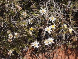 Image of Lime Daisy-bush