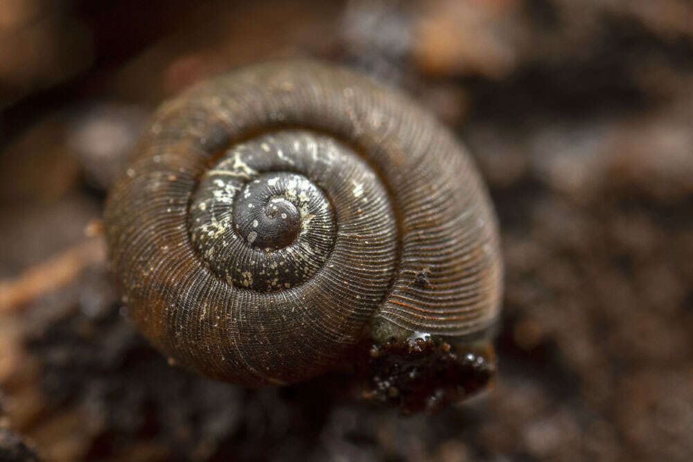 Plancia ëd Excellaoma melbournensis (Cox 1868)