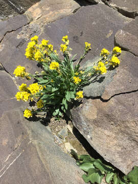 Image of thickleaf draba