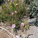 Image of Armeria maderensis Lowe