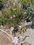 Image of Armeria maderensis Lowe