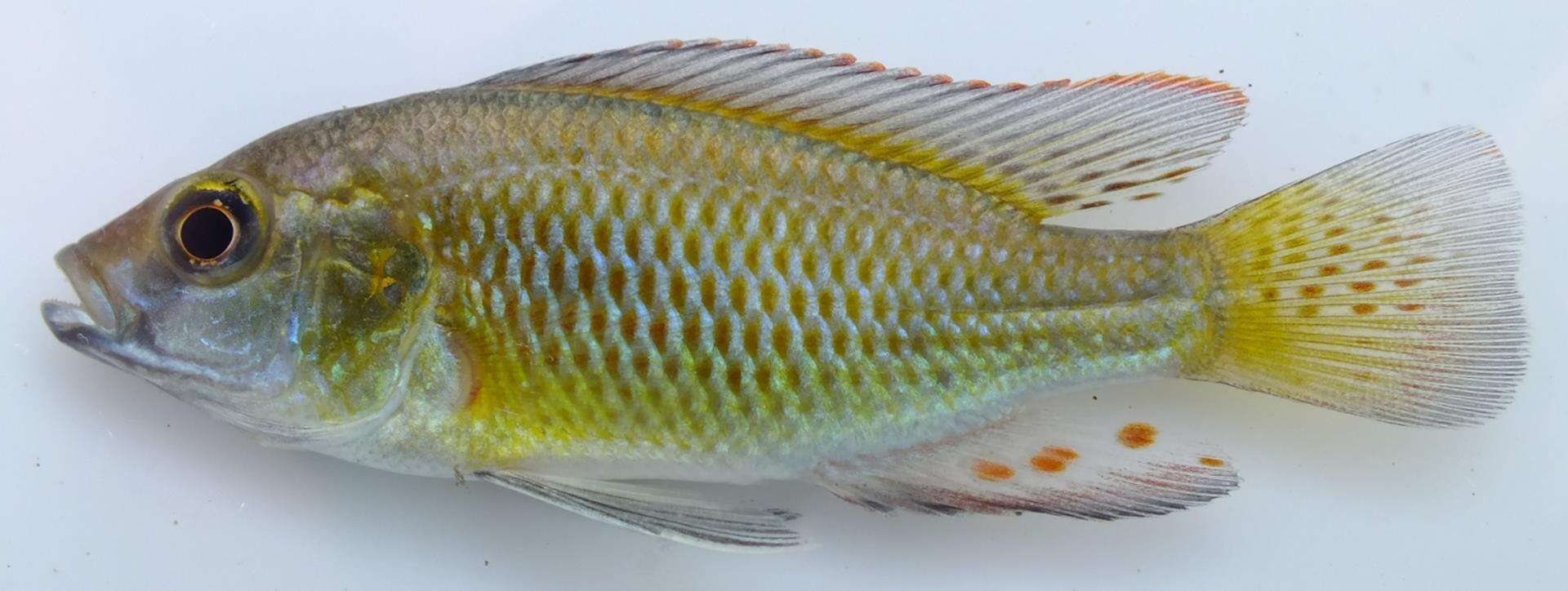 Image of Eastern River Bream