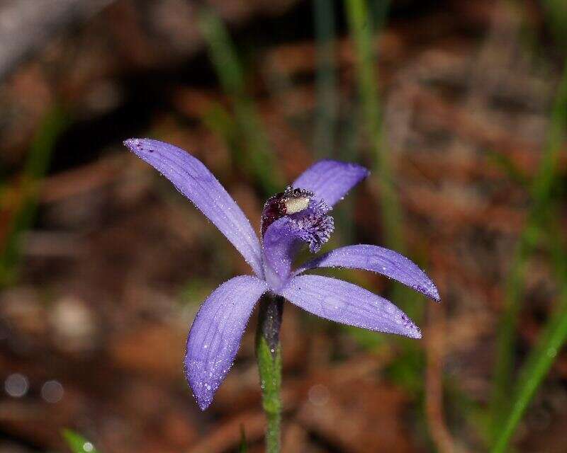 Plancia ëd Pheladenia