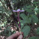 Voyria truncata (Standl.) Standl. & Steyerm.的圖片