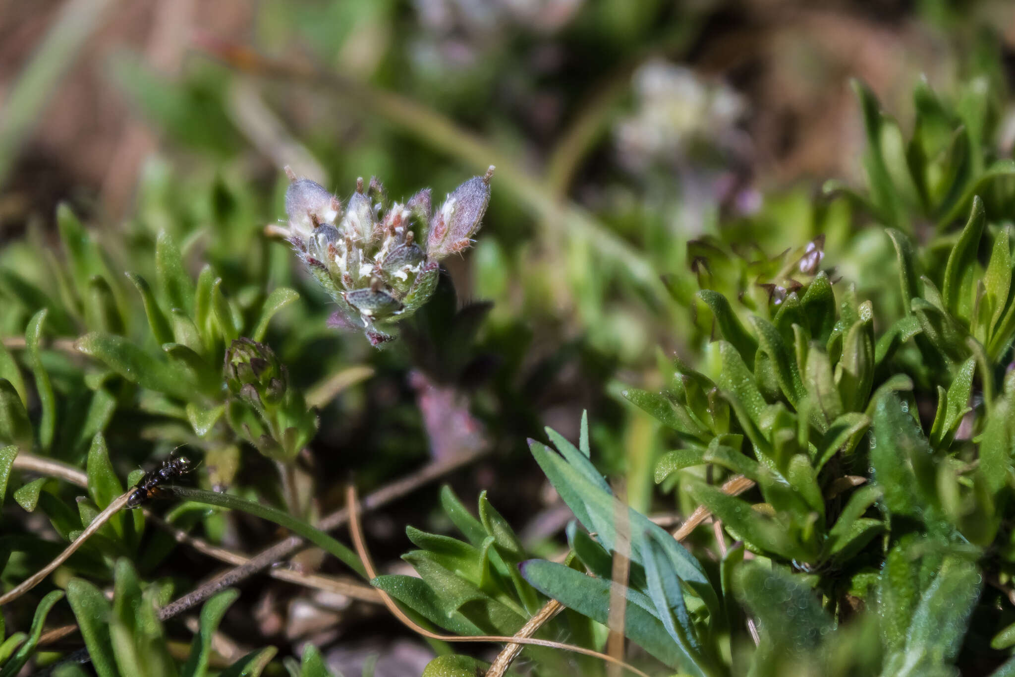 Слика од Alyssum umbellatum Desv.