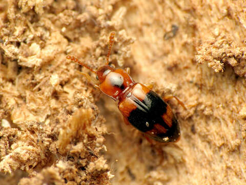 Image of Phymaphora pulchella Newman 1838