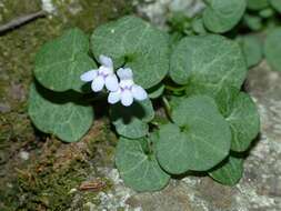 Image de Cymbalaria hepaticifolia (Poir.) Wettst.