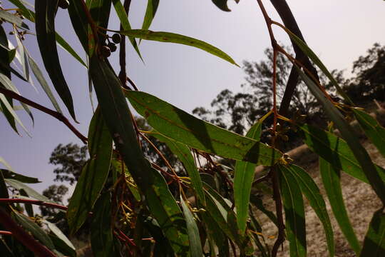 Eucalyptus camaldulensis subsp. camaldulensis的圖片