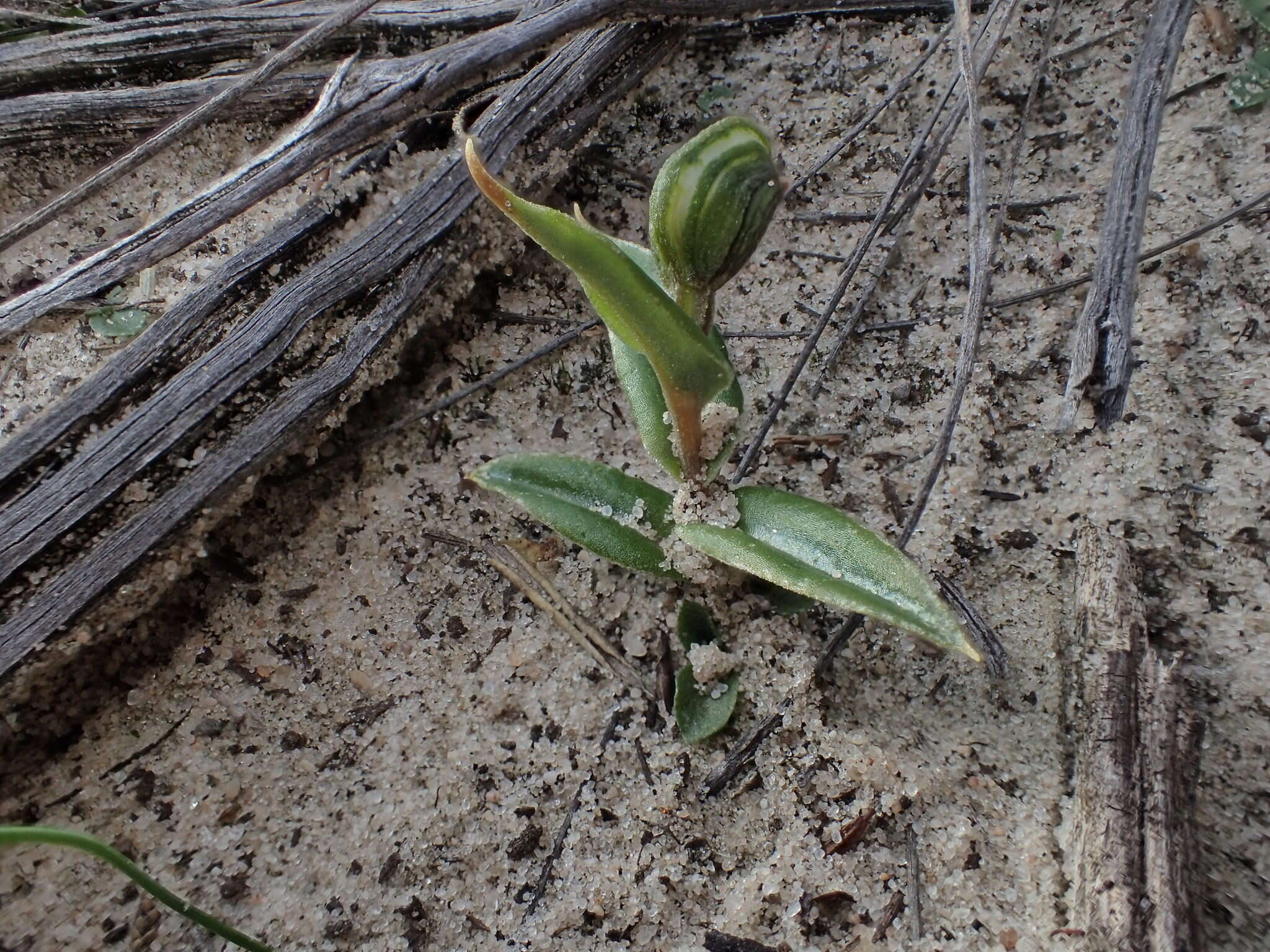 Image of Red-banded greenhood