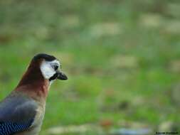 Sivun Garrulus glandarius cervicalis Bonaparte 1853 kuva