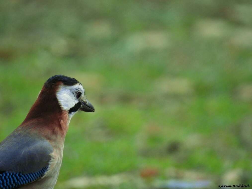 Sivun Garrulus glandarius cervicalis Bonaparte 1853 kuva