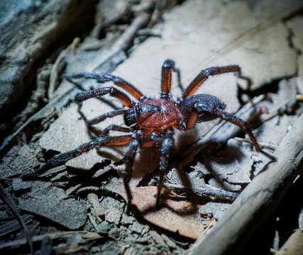 Image of Promyrmekiaphila clathrata (Simon 1891)