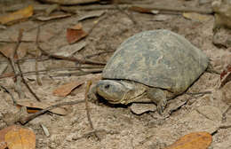 Image of West African mud turtle