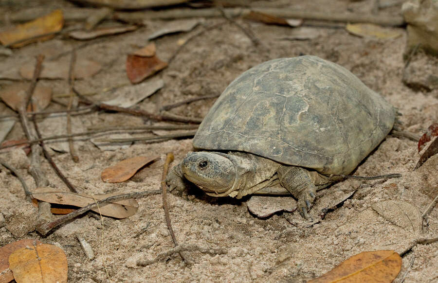 Image of West African mud turtle