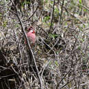 Image of Carpodacus sibiricus henrici (Oustalet 1892)