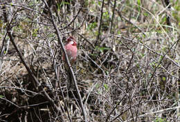 Image of Carpodacus sibiricus henrici (Oustalet 1892)