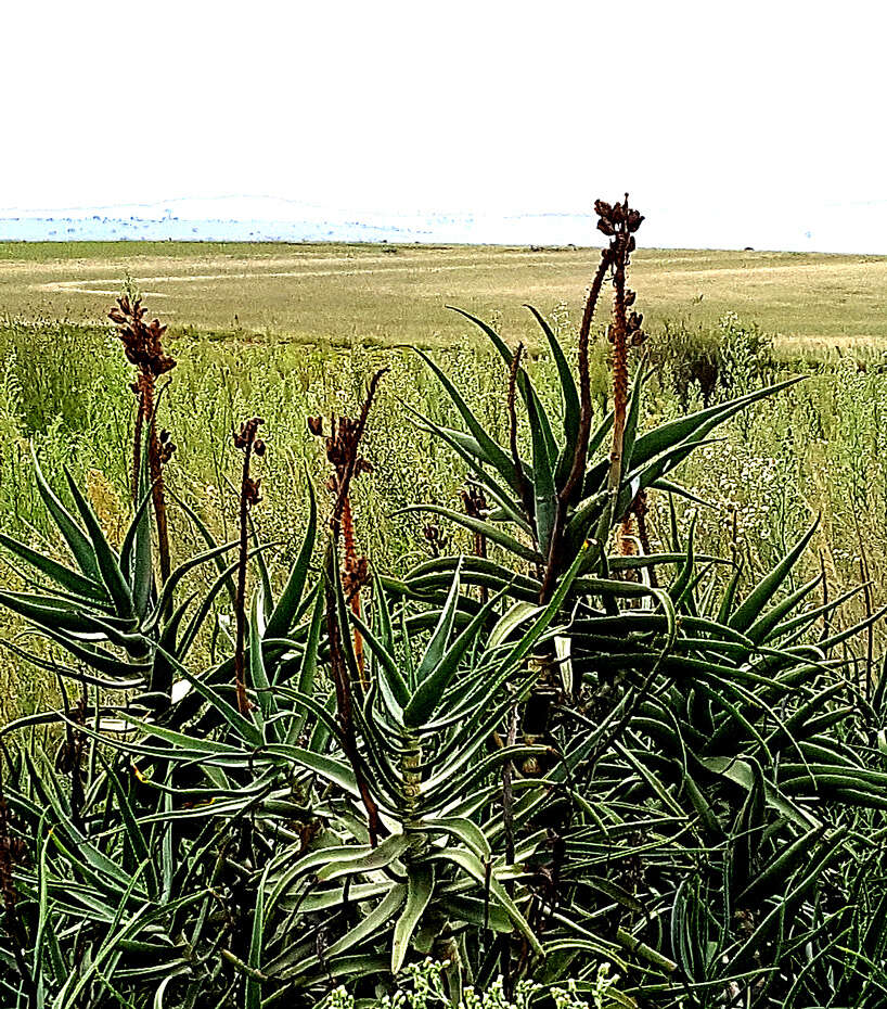 Plancia ëd Aloiampelos striatula var. striatula