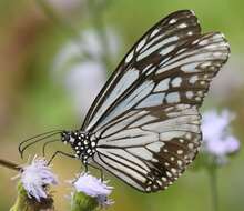 Imagem de Parantica aglea melanoides