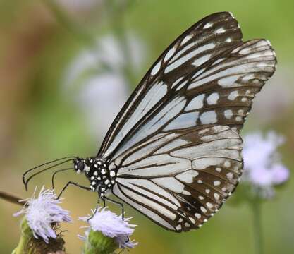 Parantica aglea melanoides的圖片