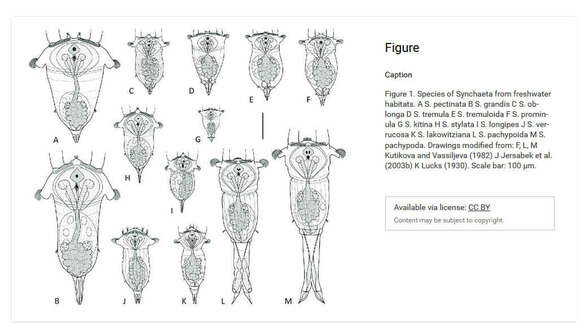 Image of Synchaeta pectinata Ehrenberg 1832