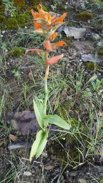 Image of Dichromanthus aurantiacus (Lex.) Salazar & Soto Arenas