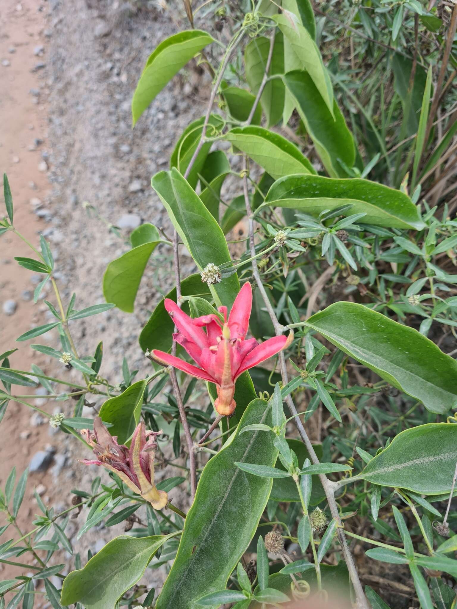 Image of Passiflora glandulosa Cav.