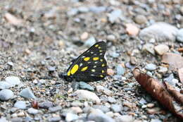 Image of hill jezebel