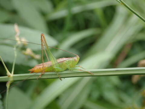 Image de Conocephalus (Anisoptera) japonicus (Redtenbacher 1891)