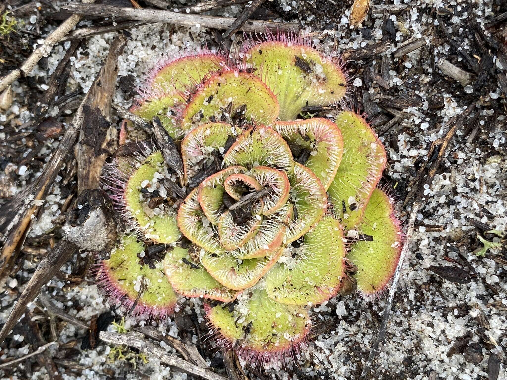 صورة Drosera zonaria Planch.