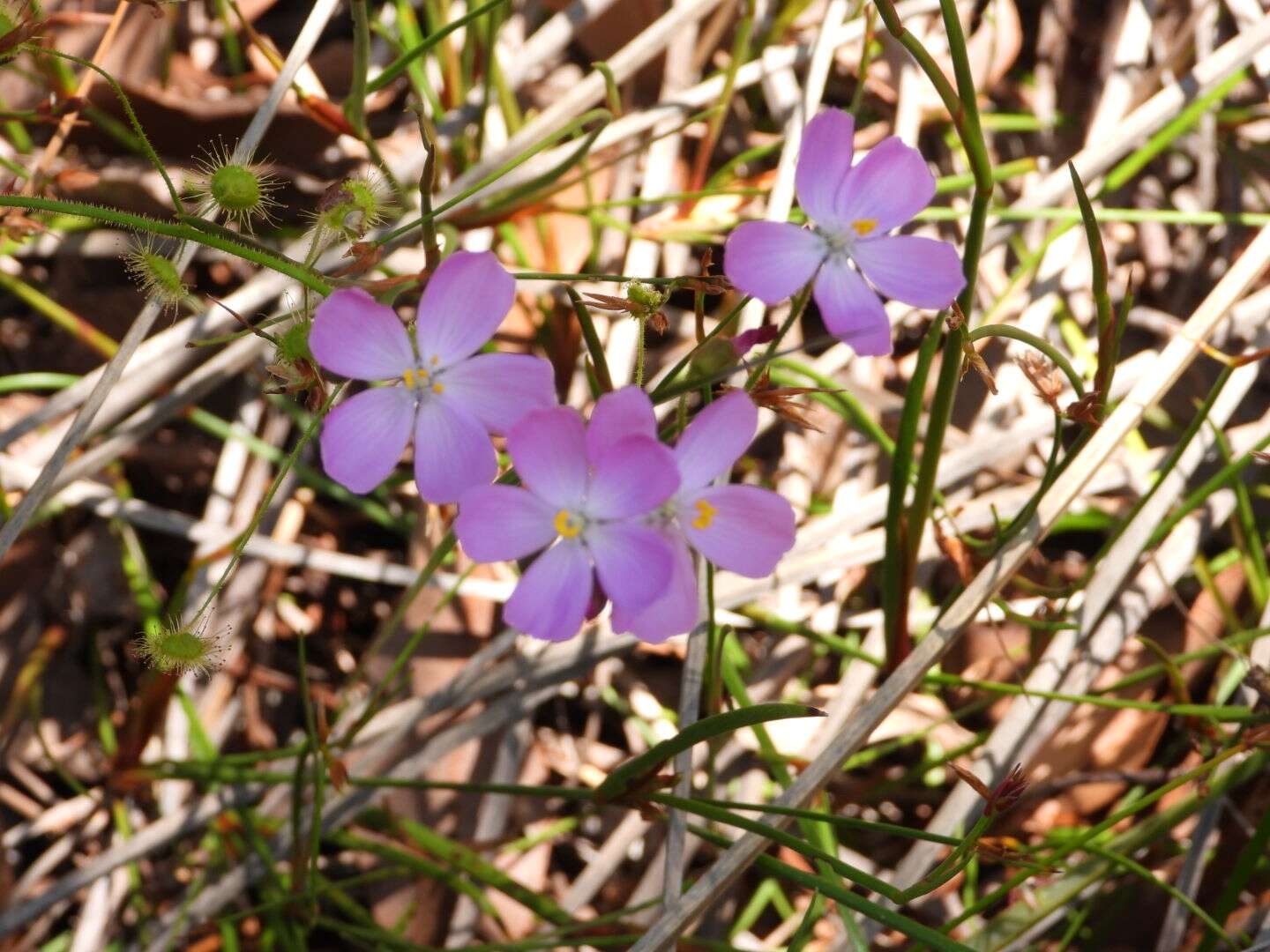 Слика од Drosera indumenta Lowrie & Conran