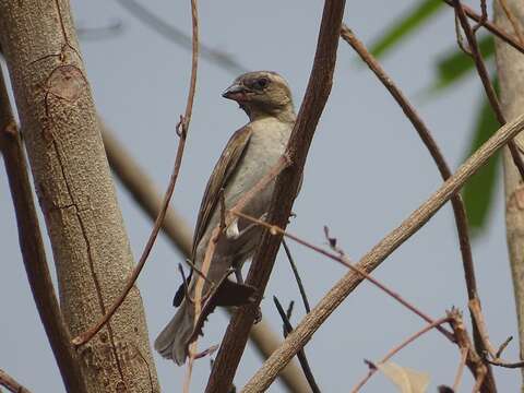 Image of Bush Petronia