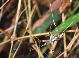 Image of Argiope perforata Schenkel 1963