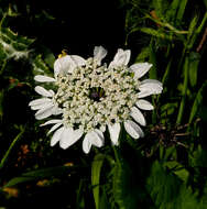 Image of Artedia squamata L.