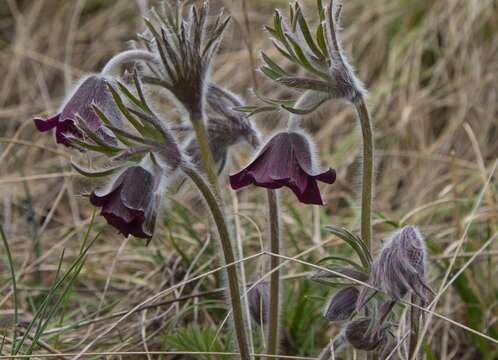 Image of Pulsatilla pratensis subsp. nigricans (Störcke) Zämelis