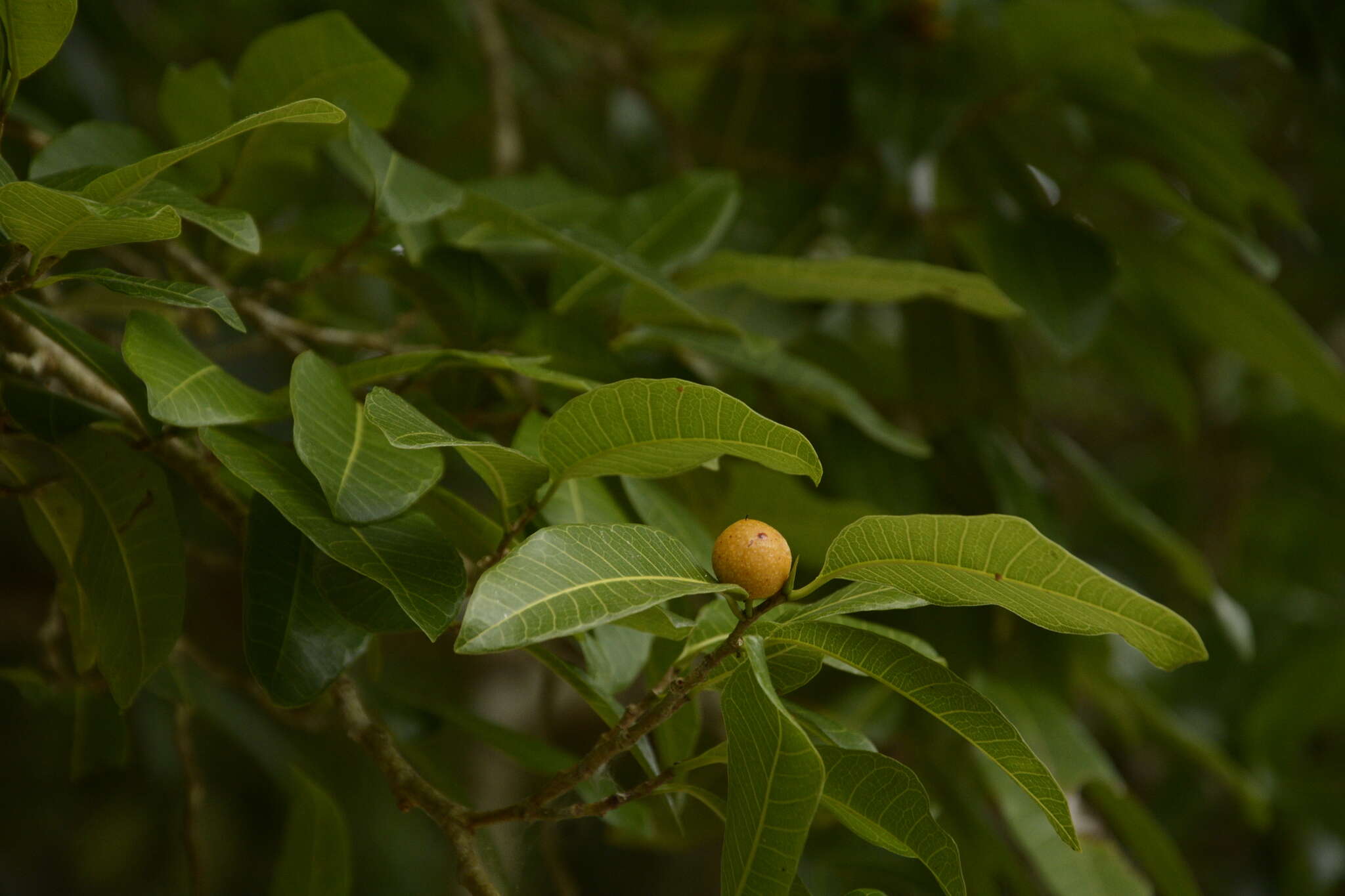 Image of breadnut