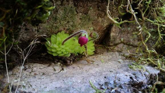 Imagem de Pinguicula crassifolia S. Zamudio