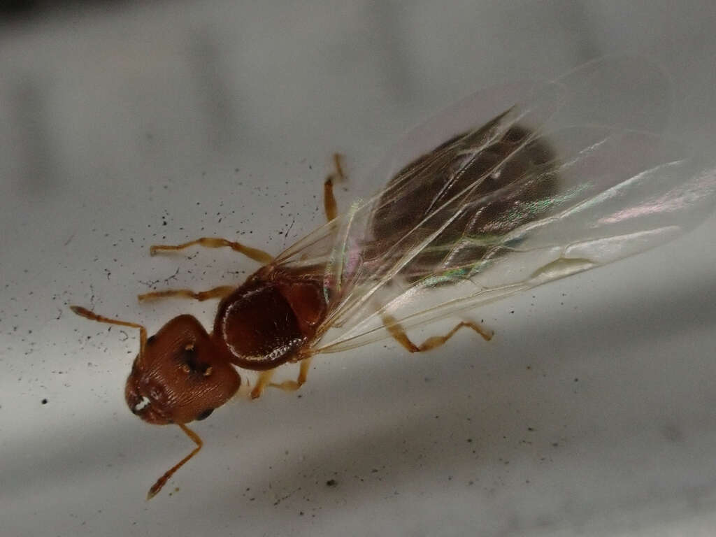 Pheidole bicarinata Mayr 1870 resmi