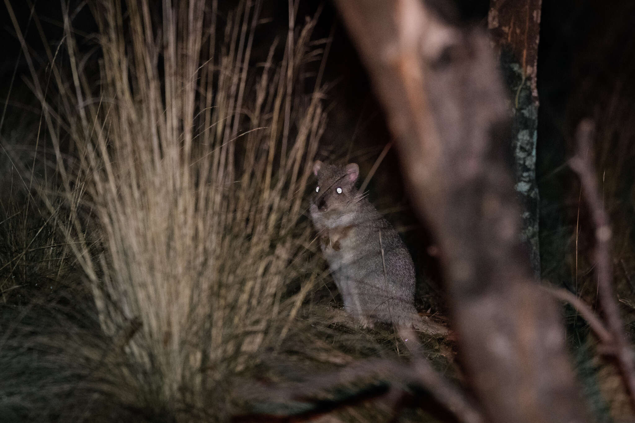 Image of Eastern Bettong