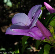 Image of Madagascar rubbervine