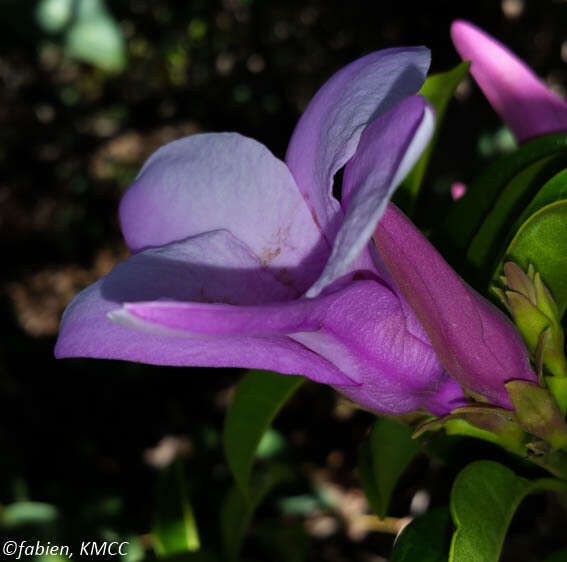 Cryptostegia madagascariensis Boj. resmi