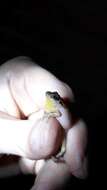 Image of Banded Robber Frog