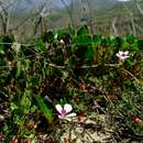 Image of Pelargonium setulosum Turcz.