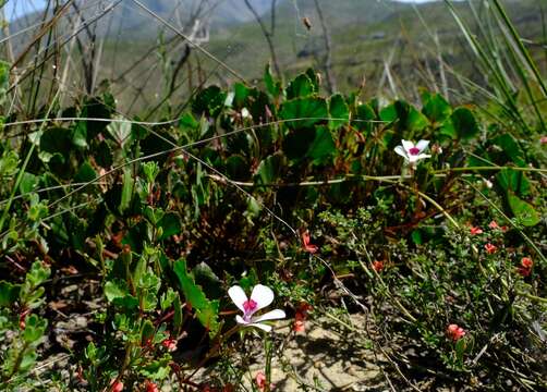 Image of Pelargonium setulosum Turcz.